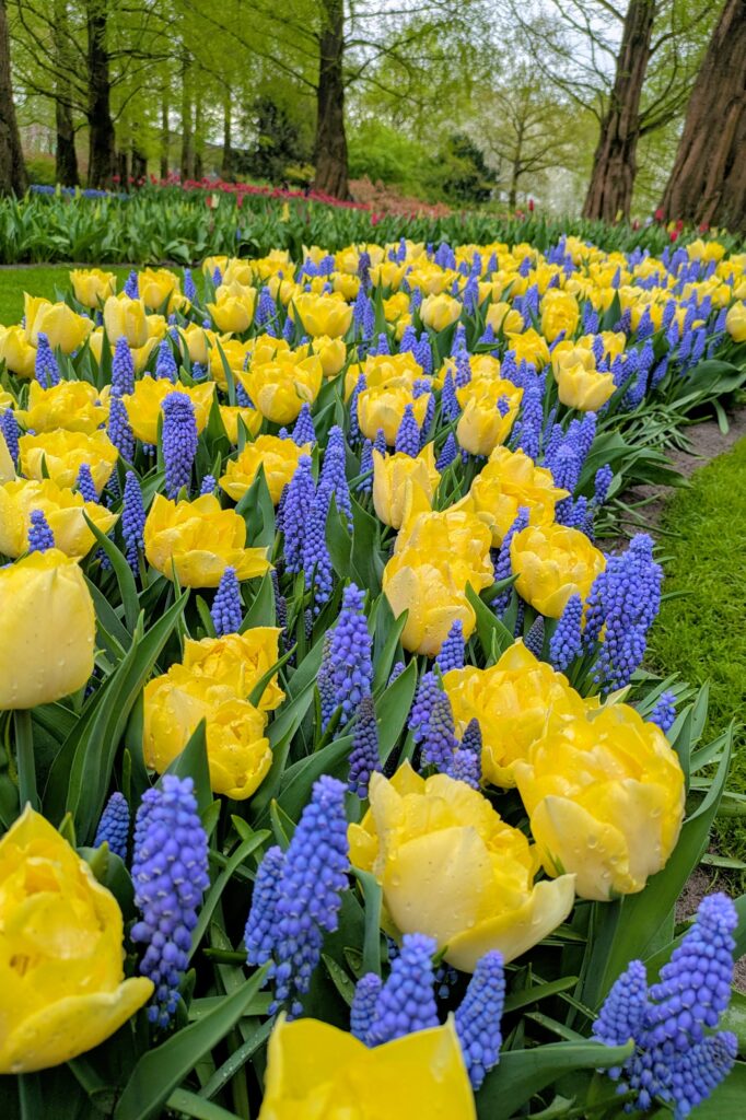 lovely yellow and purple flowers