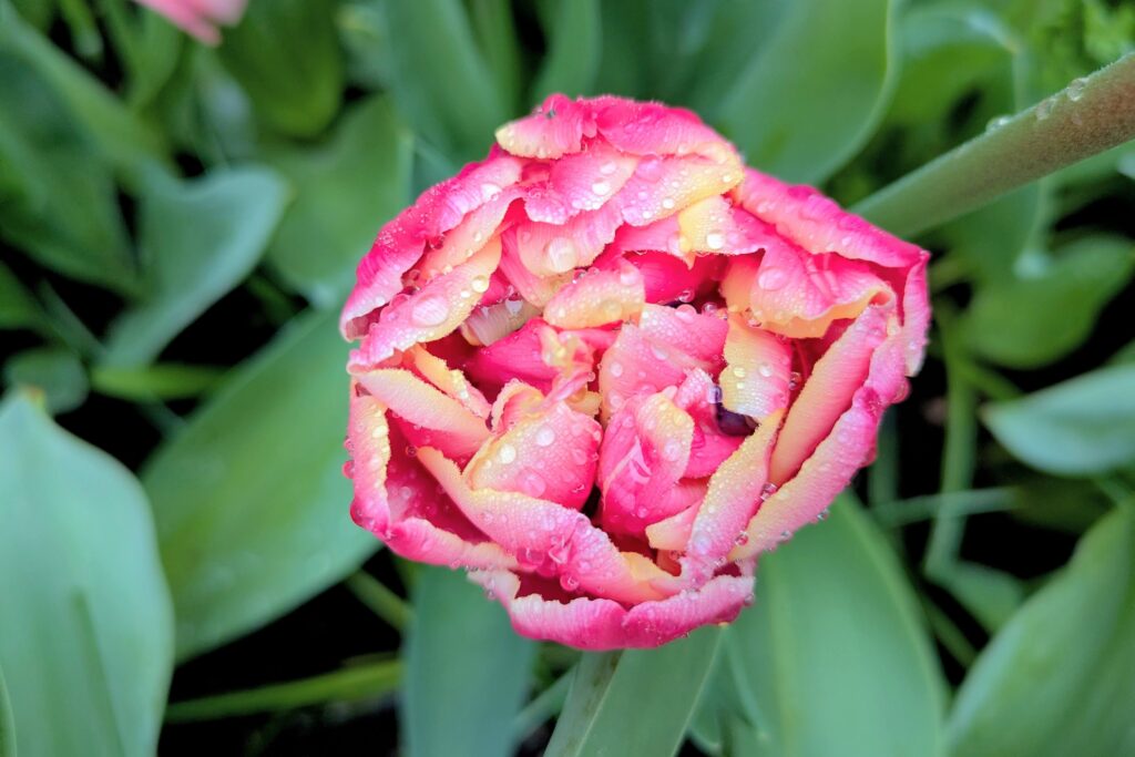 dew drops on a hot pink tulip