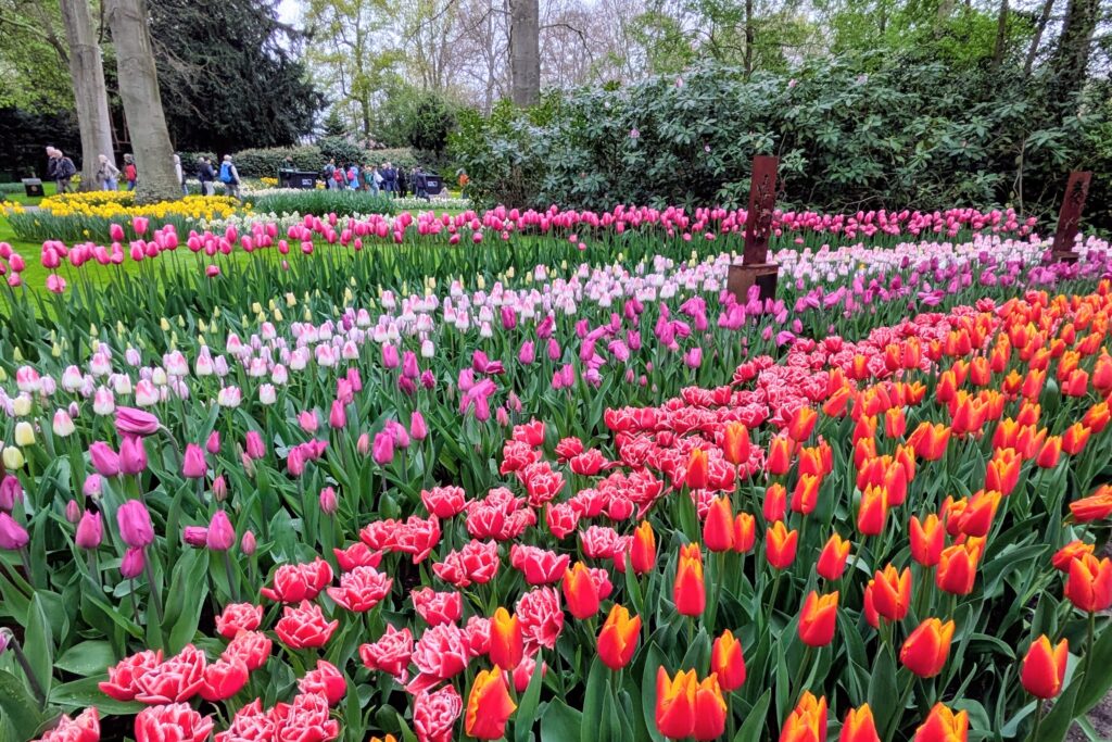 colorful tulips at Keukenhof