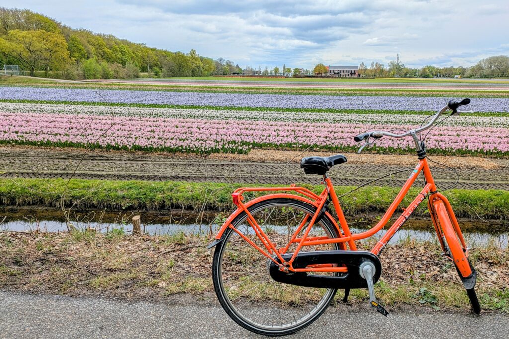 bike along side a tulip field